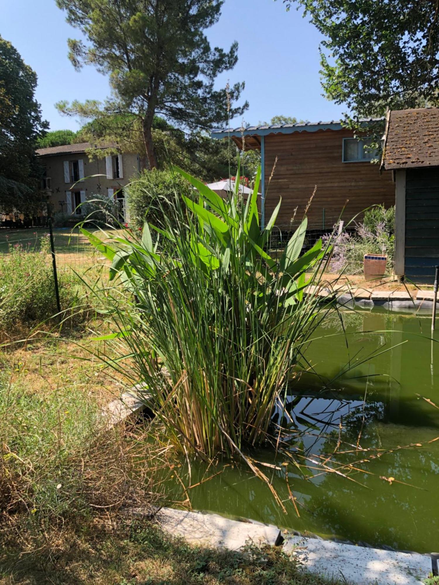 Bed and Breakfast La Bastide De Negra Montesquieu-Lauragais Экстерьер фото